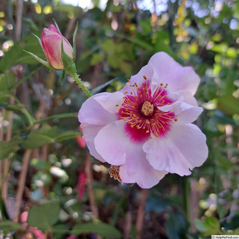 'See You in Red ®' rose photo