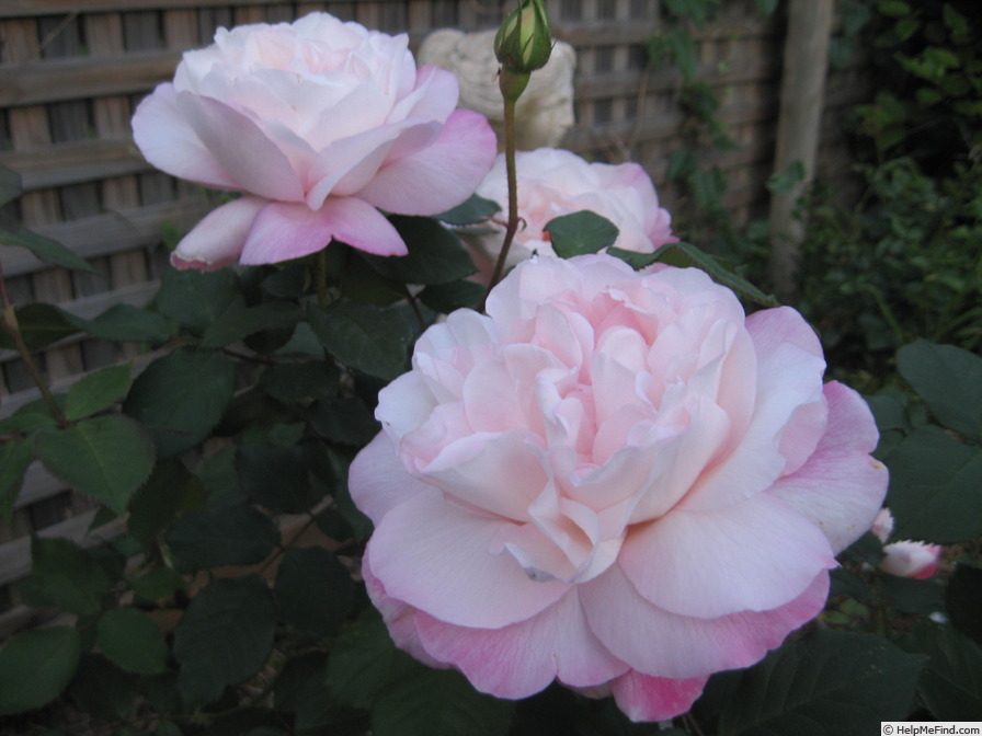 'Crown Princess Mary ™' rose photo