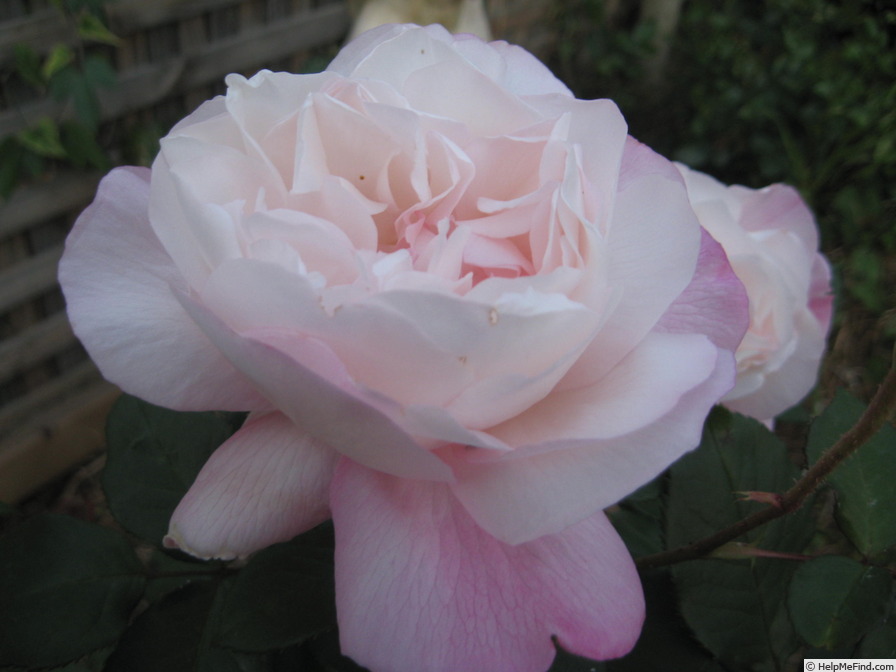 'Crown Princess Mary ™' rose photo
