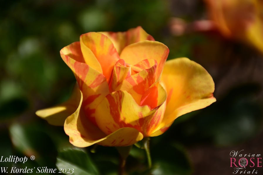'Lollipop (floribunda, Proll/Kordes, 2012/23)' rose photo