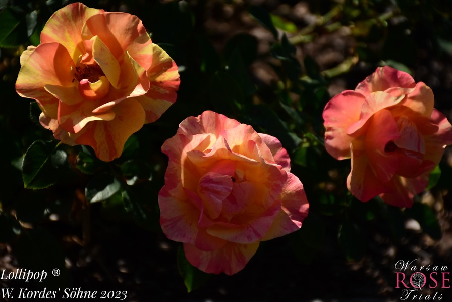 'Lollipop (floribunda, Proll/Kordes, 2012/23)' rose photo