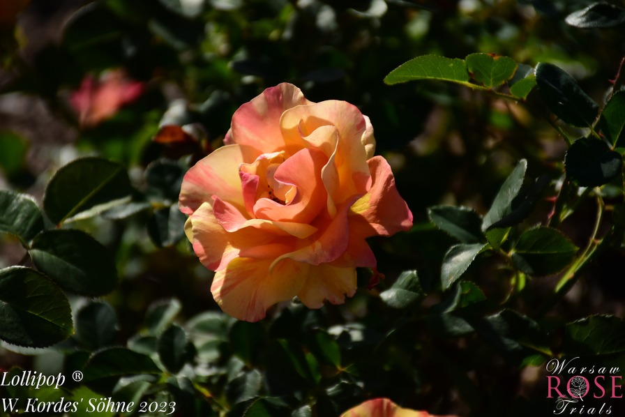 'Lollipop (floribunda, Proll/Kordes, 2012/23)' rose photo
