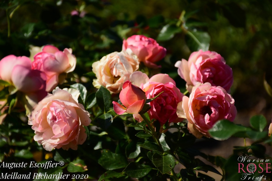 'Auguste Escoffier ®' rose photo