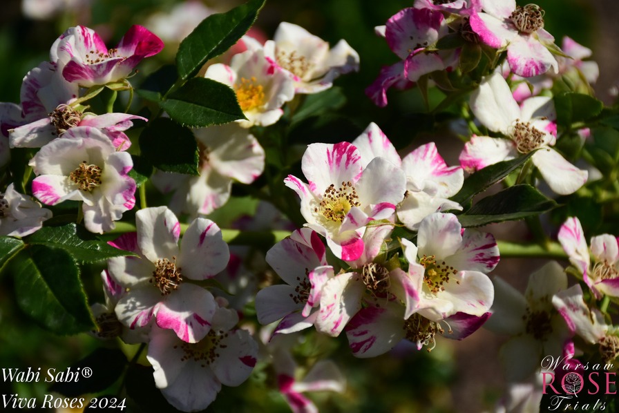 'Wabi Sabi' rose photo