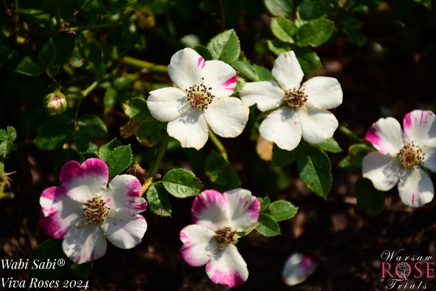 'Wabi Sabi' rose photo