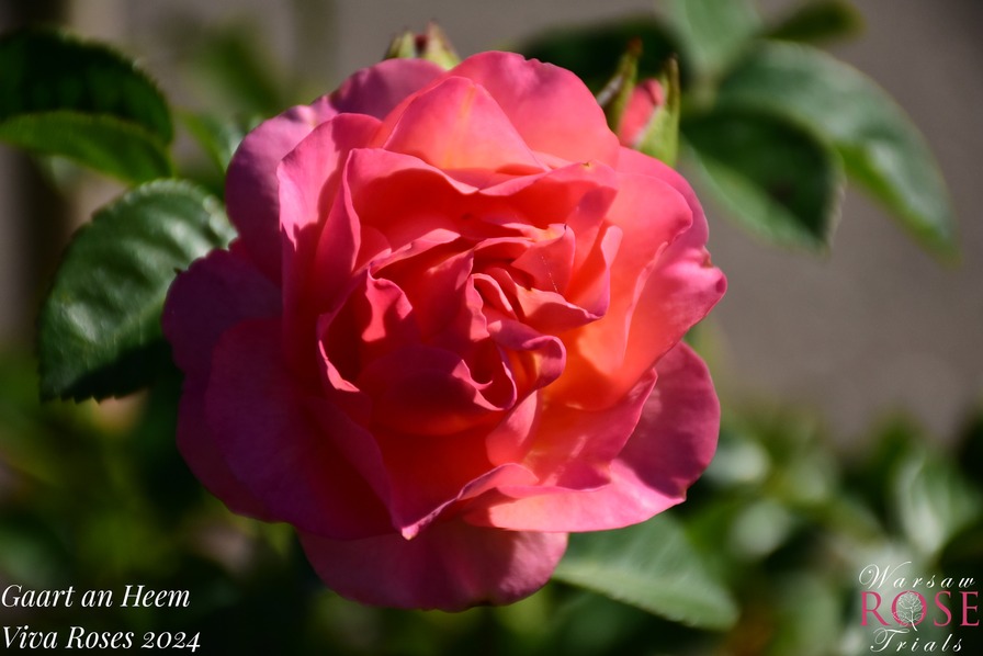 'Gaart an Heem' rose, click to enlarge 'Gaart an Heem' rose photo