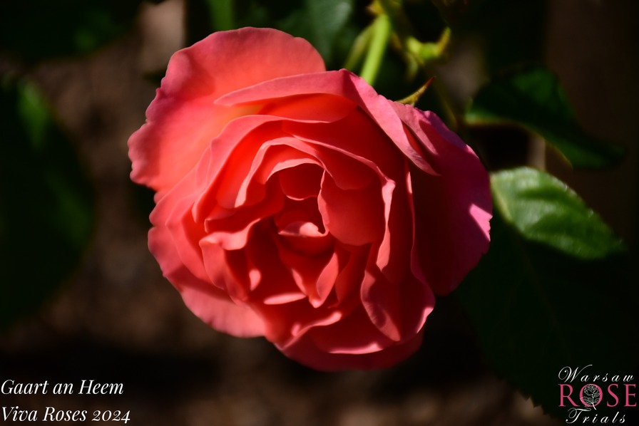 'Gaart an Heem' rose, click to enlarge 'Gaart an Heem' rose photo