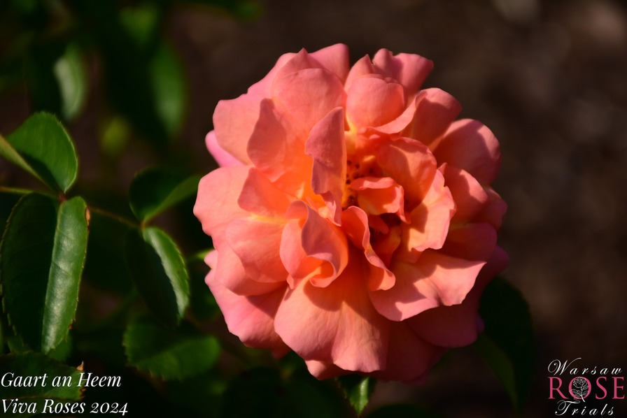 'Gaart an Heem' rose, click to enlarge 'Gaart an Heem' rose photo