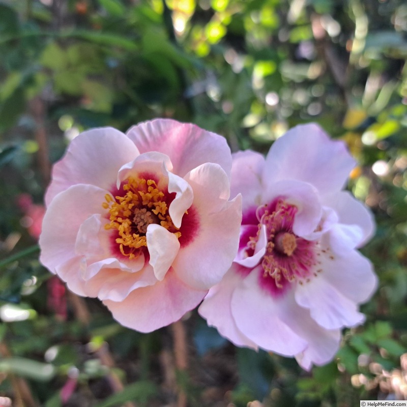 'See You in Red ®' rose photo