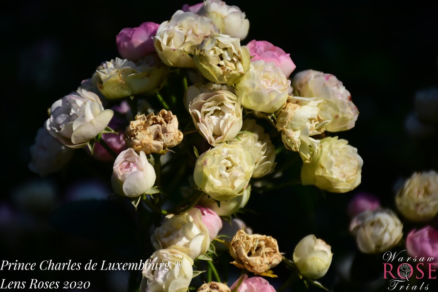 'Prince Charles de Luxembourg ®' rose photo