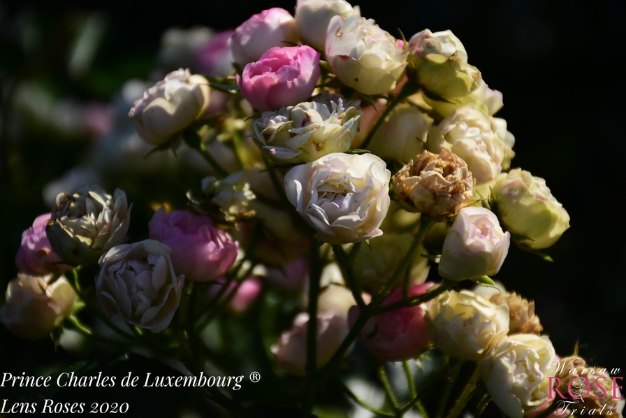 'Prince Charles de Luxembourg ®' rose photo