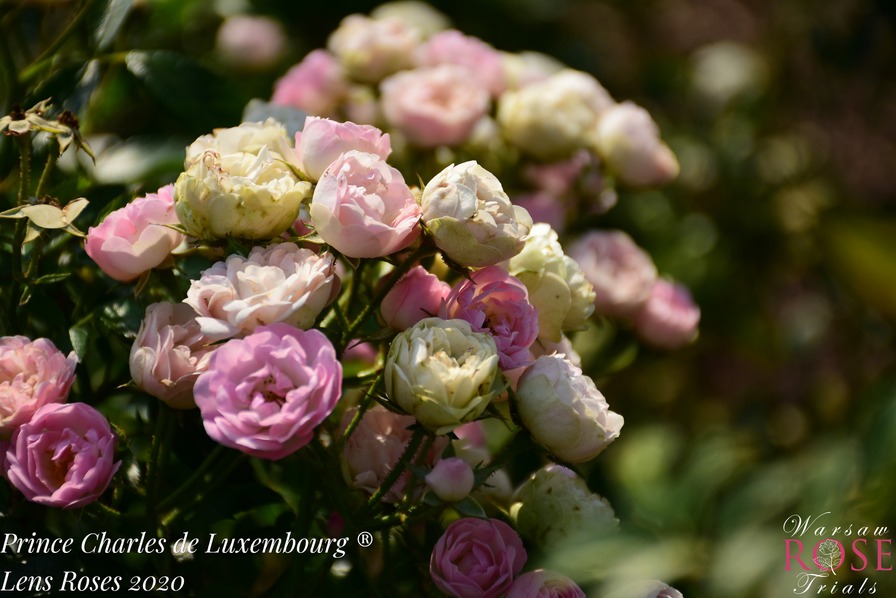 'Prince Charles de Luxembourg ®' rose photo