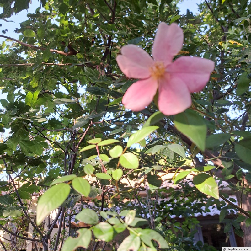 'Mutabilis (china, Unknown, before 1894)' rose photo