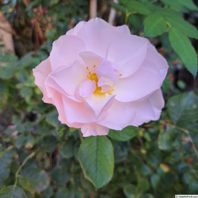 'Pear™' rose photo