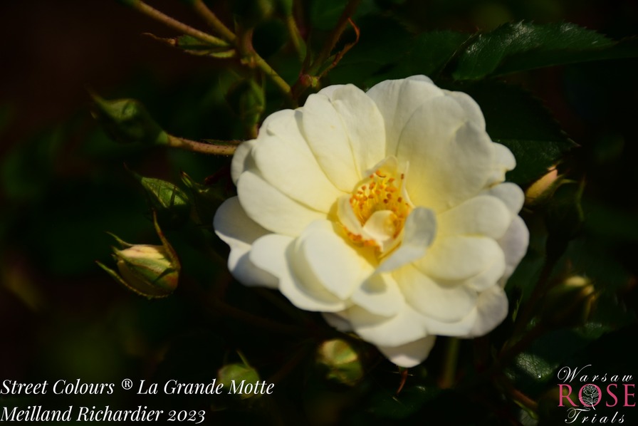 'La Grande Motte' rose photo
