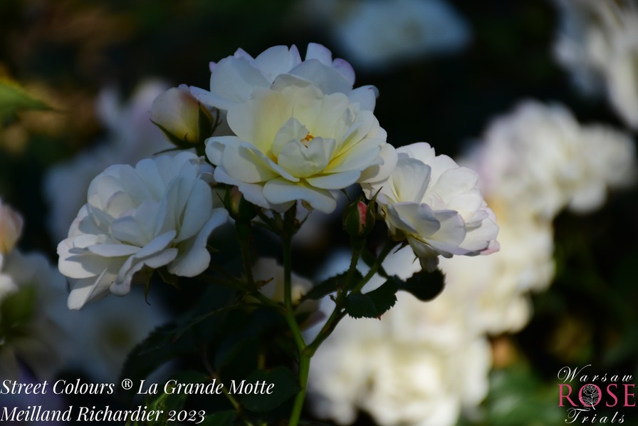 'La Grande Motte' rose photo