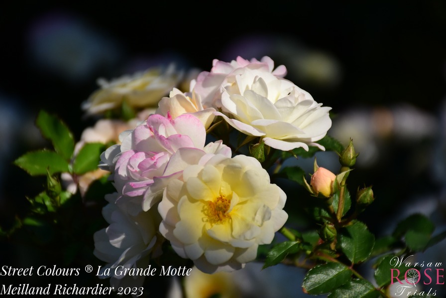 'La Grande Motte' rose photo