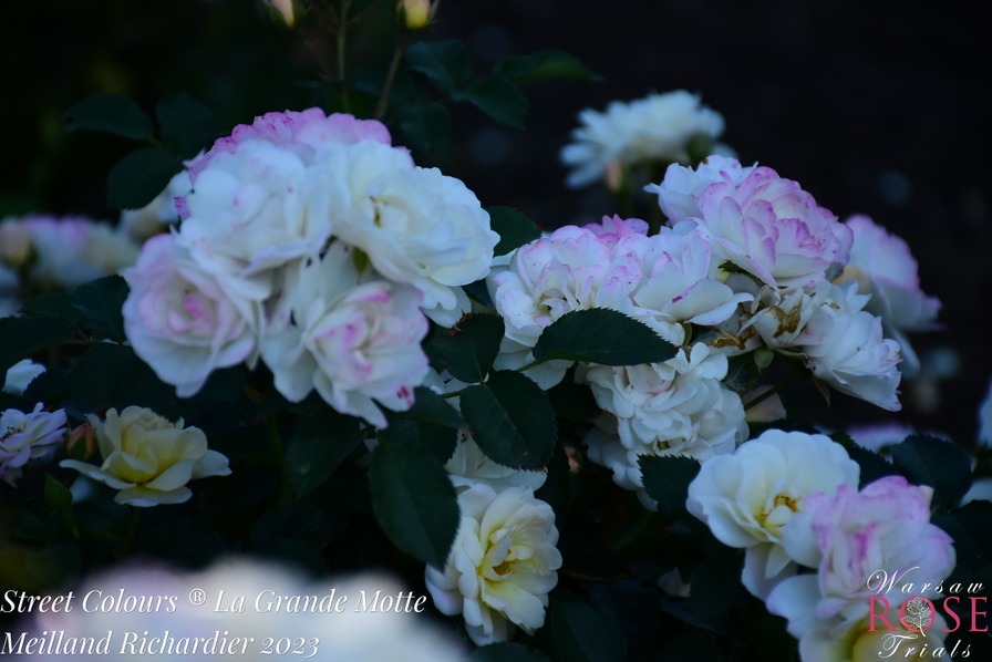 'La Grande Motte' rose photo