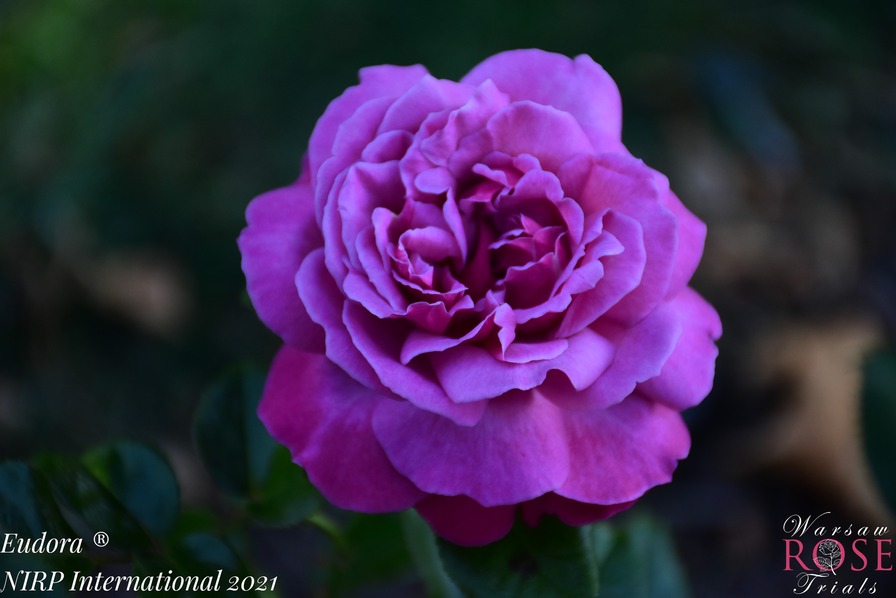 'Eudora (hybrid tea, NIRP, 2021)' rose, click to enlarge 'Eudora (hybrid tea, NIRP, 2021)' rose photo
