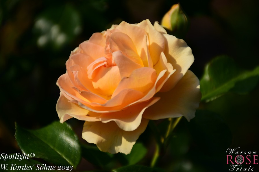 'Spotlight ® (floribunda, Proll/Kordes 2010/23)' rose photo