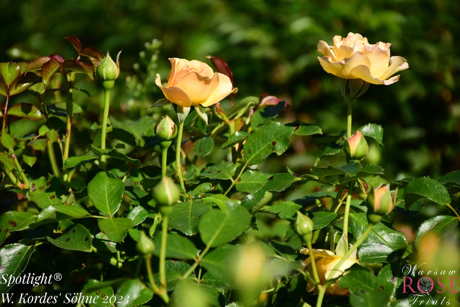 'Spotlight ® (floribunda, Proll/Kordes 2010/23)' rose photo