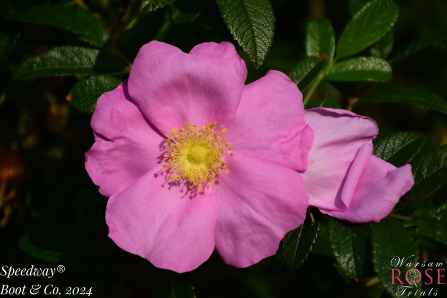 'Speedway ®' rose photo