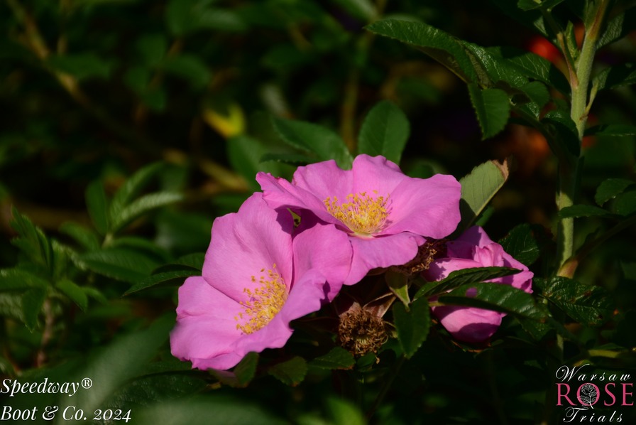 'Speedway ®' rose photo