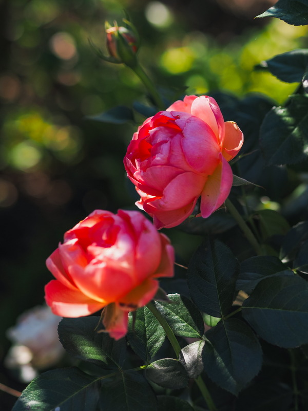 'Auguste Escoffier ®' rose photo