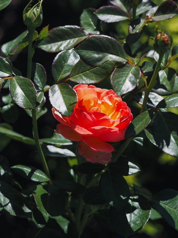 'Auguste Escoffier ®' rose photo