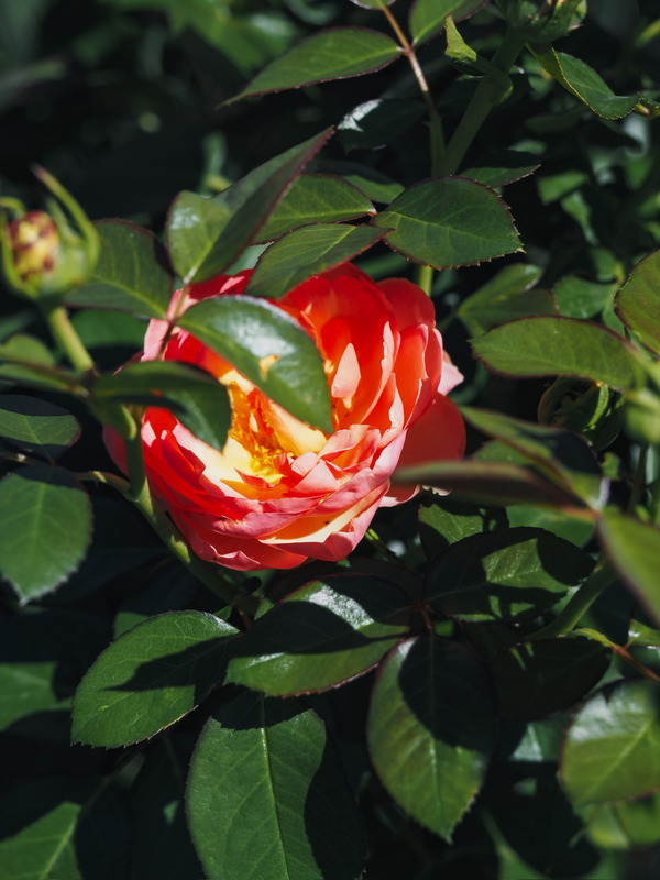 'Auguste Escoffier ®' rose photo