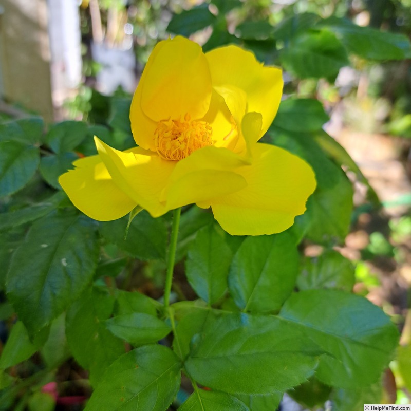 'Lemon Fizz ® (shrub, Kordes 2001)' rose photo