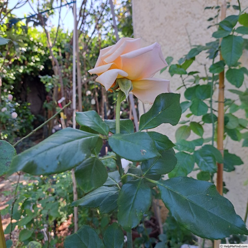 'Courage (hybrid tea, Kordes 2009/19)' rose, click to enlarge 'Courage (hybrid tea, Kordes 2009/19)' rose photo