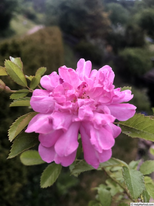'AKA 318-22.1' rose photo