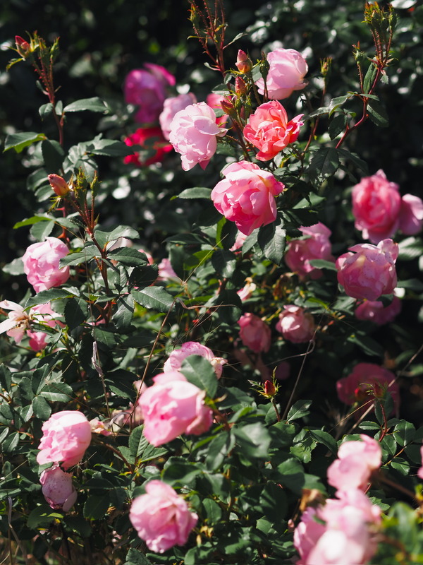 'Pink Chantilly ®' rose photo