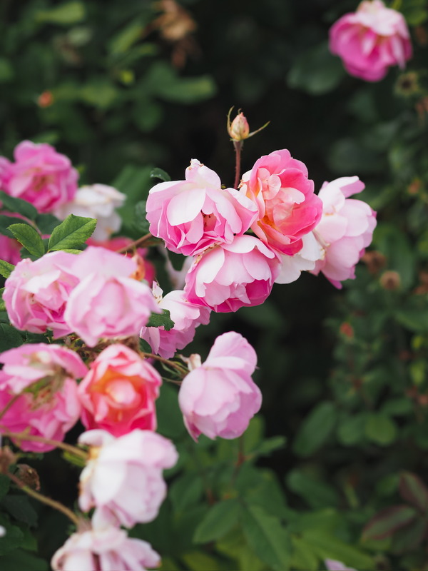 'Pink Chantilly ®' rose photo