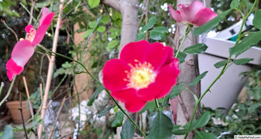 'Candia Meillandécor ®' rose photo