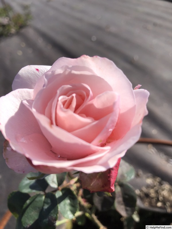 'AKA 391-20' rose photo