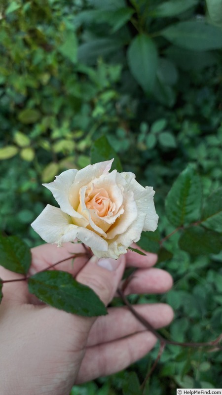 'D03-2' rose photo
