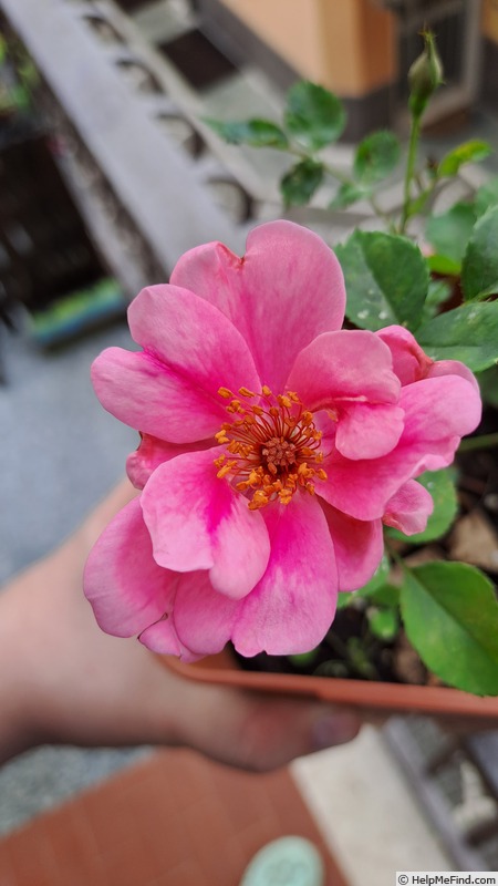 'E01-2' rose photo