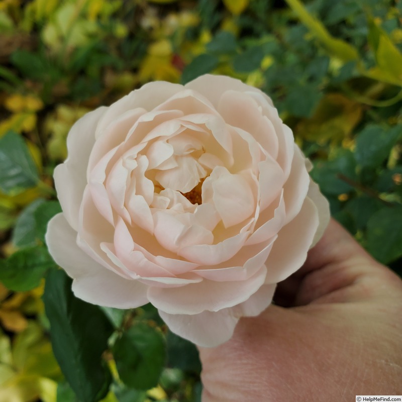 'Desdemona ® (Shrub, Austin 2015)' rose photo
