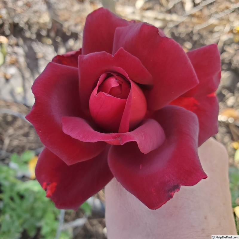 'Night Time' rose, click to enlarge 'Night Time' rose photo