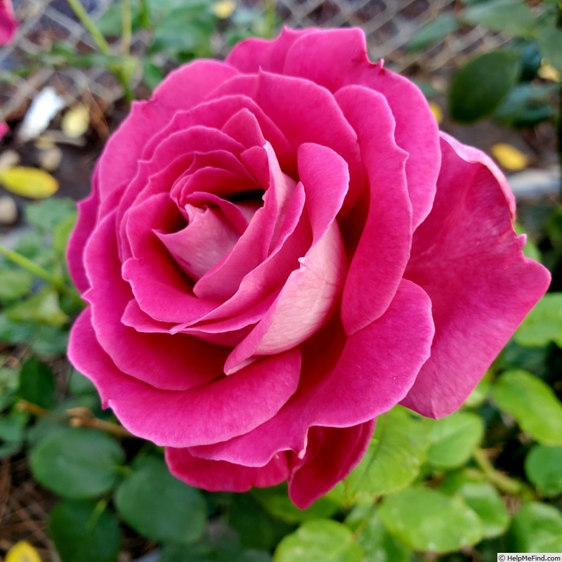 'Baronne Edmond de Rothschild ®' rose photo