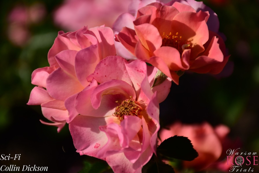'Sci-Fi' rose photo