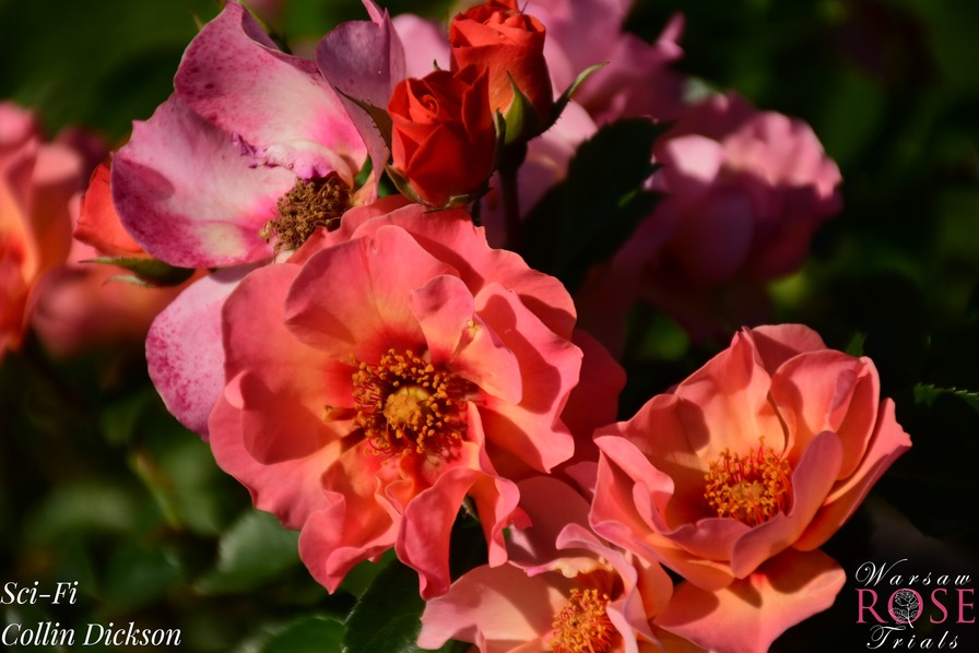 'Sci-Fi' rose photo