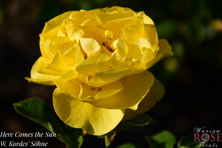 'Here Comes the Sun' rose photo