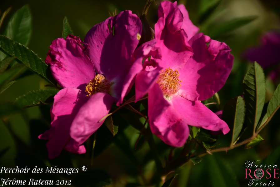 'Perchoir des mésanges ®' rose photo