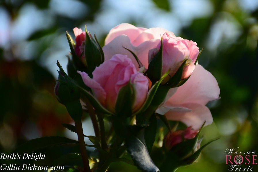 'Ruth's Delight' rose photo