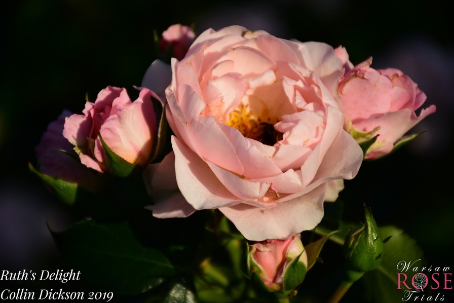 'Ruth's Delight' rose photo