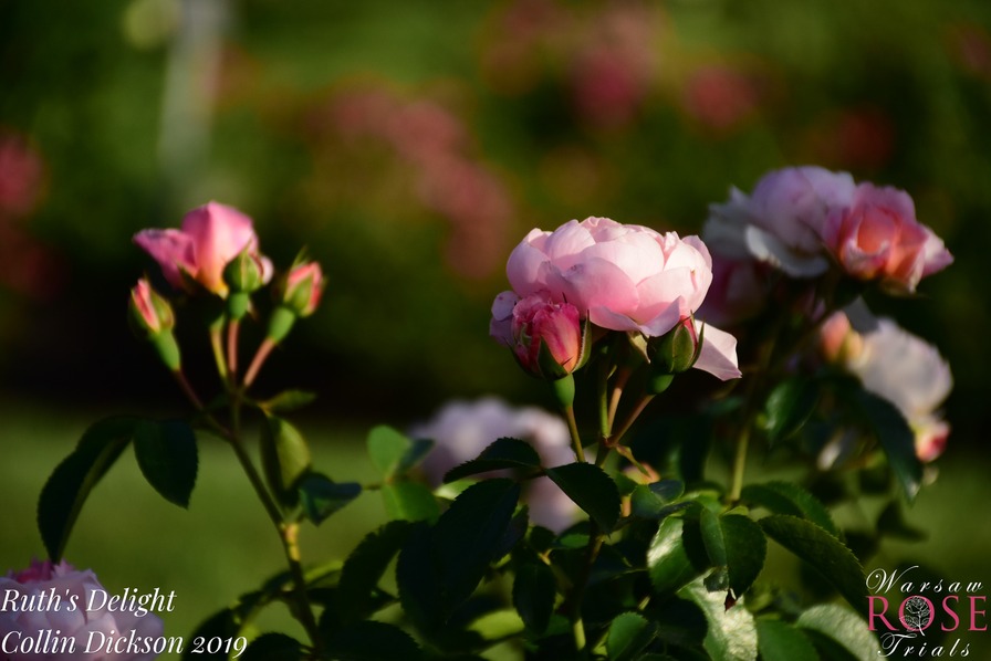 'Ruth's Delight' rose photo