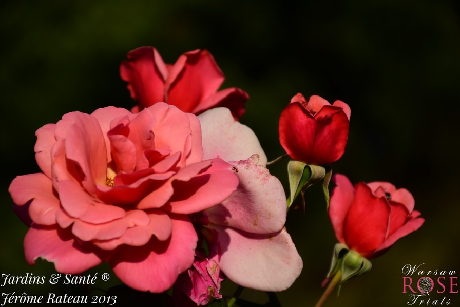'Jardins & Santé ®' rose photo